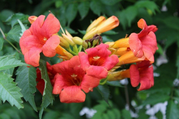 夏の日差しを映したような凌霄花（ノウゼンカズラ）は、観葉植物として中国から渡ってきました。