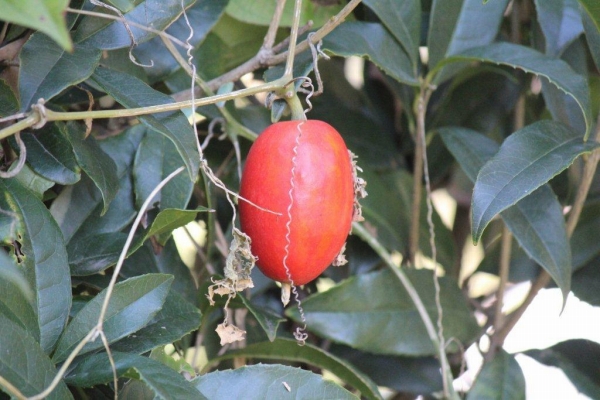 赤く熟した実は烏瓜（カラスウリ）。かといってカラスが好んで食べるわけでもないようです。
