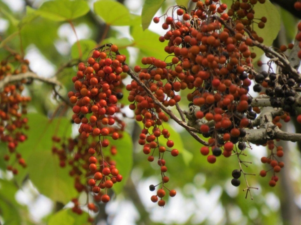 赤い実をたわわにつけているのは飯桐（イイギリ）。葉で飯を包んだことからついた名だそうです。