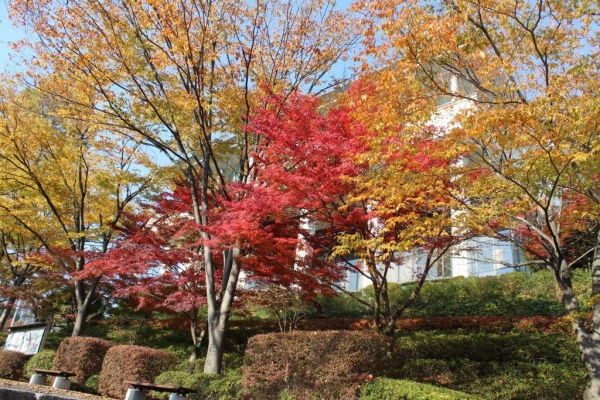 中央図書館の前の紅葉も見頃を迎えています。