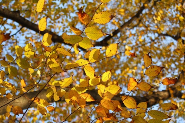 秋の日差しに照らされてケヤキの葉が輝いています。