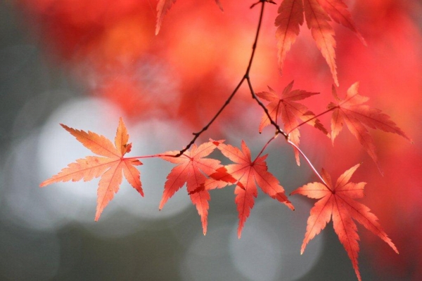 「秋深き隣は何をする人ぞ」は、芭蕉の最晩年の句。深まる秋とともにモミジが色を増しています。