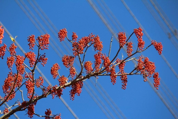 木々が葉を落としたキャンパスでは飯桐（イイギリ）の赤い実が目を引きます。南天（ナンテン）の実と似ているからか、ナンテンギリとも呼ばれています。