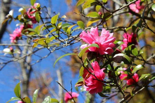 青空をバックにすると山茶花のピンクが映えます。