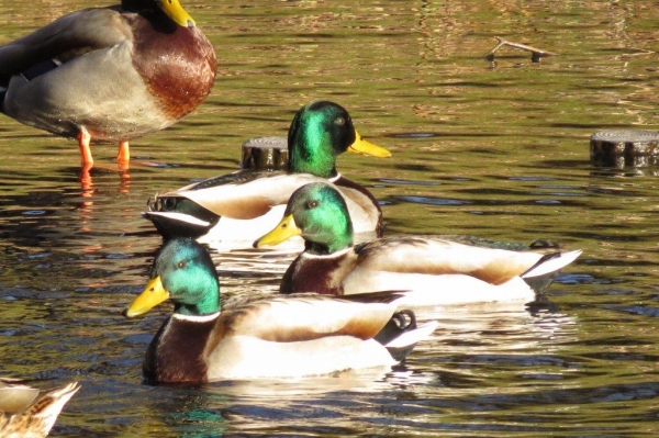 「文学の池」に飛来する鴨の数は年々増えているようで、この日は８０羽を超えていました。よほど居心地がよいのでしょうか。