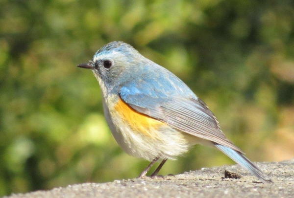 年間を通して見ると、キャンパスでは40種類近くの野鳥を観察することができます。中でも一押しは、冬になるとやってくる青い鳥です。