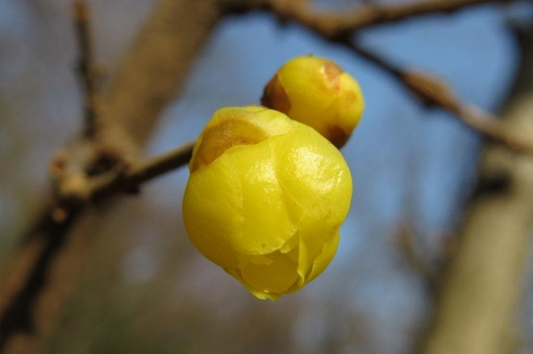 「平安の庭」では、上品な香りの蝋梅（ロウバイ）が花開いています。