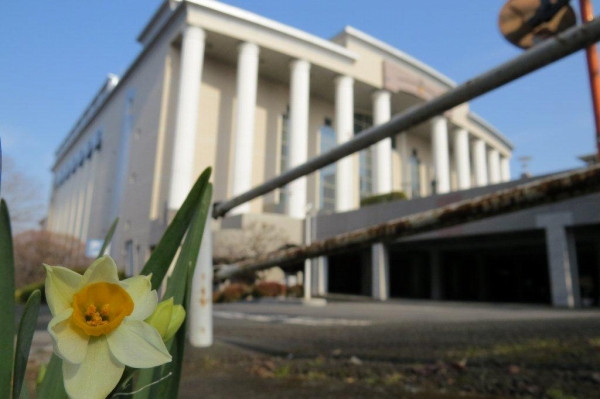 池田記念講堂の側では、水仙が咲き始めました。