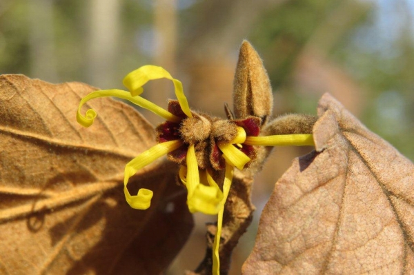 枯葉の中から、黄色い紐のような花びらが出ています。