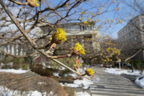 中央図書館の向かい側では、サンシュユが咲いています。ハルコガネバナの別名があります。