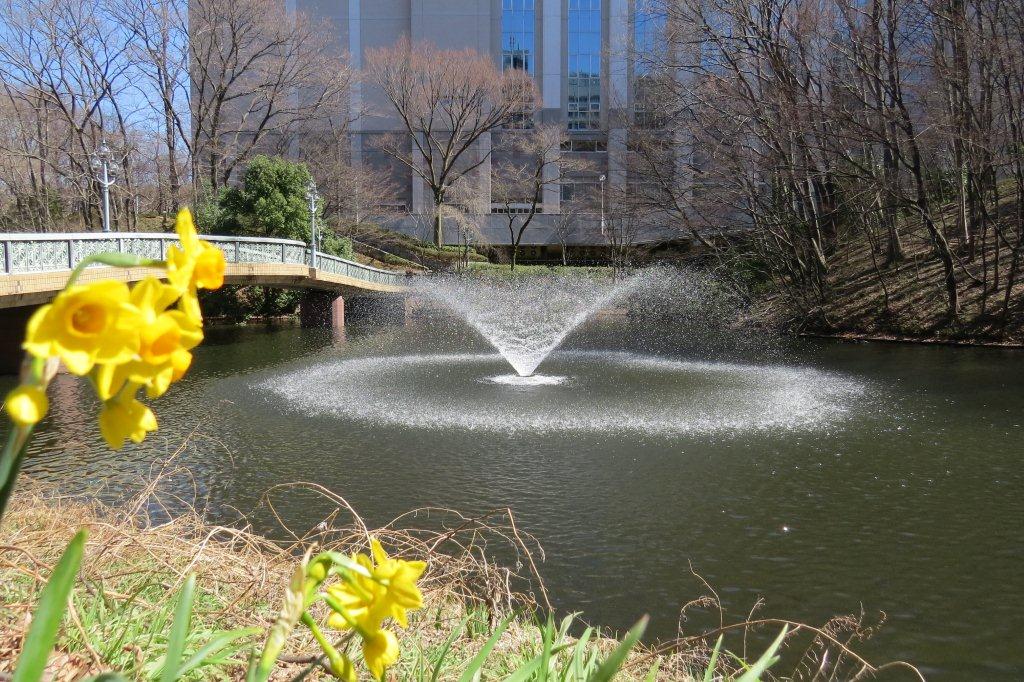 「文学の池」の辺では、黄色い水仙が咲いています。