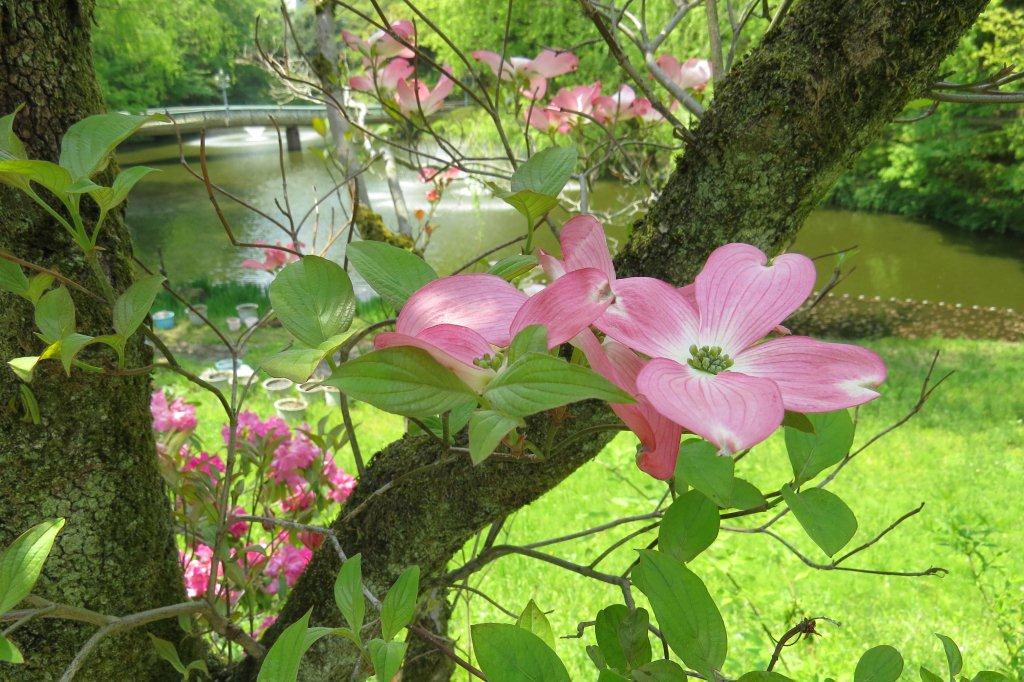 同じく「文学の池」で咲く花水木です。アメリカヤマボウシとも呼ばれる北アメリカ原産の植物です。