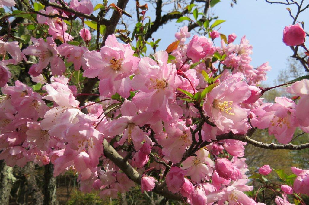 桜のように見えますが、海棠（カイドウ）です。「平安の庭」で咲いていました。
