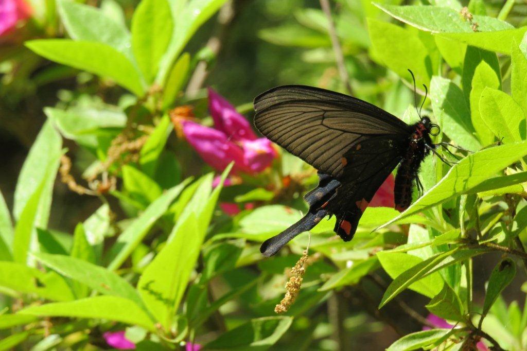 「白蝶」ならぬ「黒蝶」もやってきました。その名も麝香揚羽（ジャコウアゲハ）。馬の鈴草（ウマノスズクサ）を食草としています。