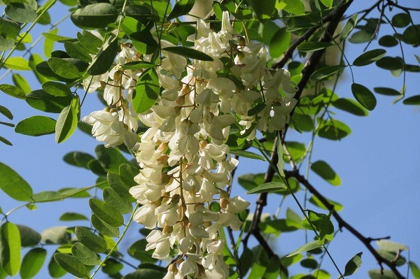 針槐（ハリエンジュ）もマメ科の植物。アメリカ原産でニセアカシアとも呼ばれます。