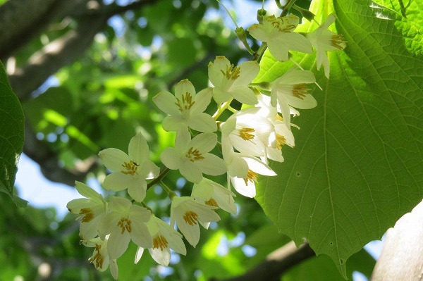 白雲木（ハクウンボク）はエゴノキ科。エゴノキより少し早く咲きます。