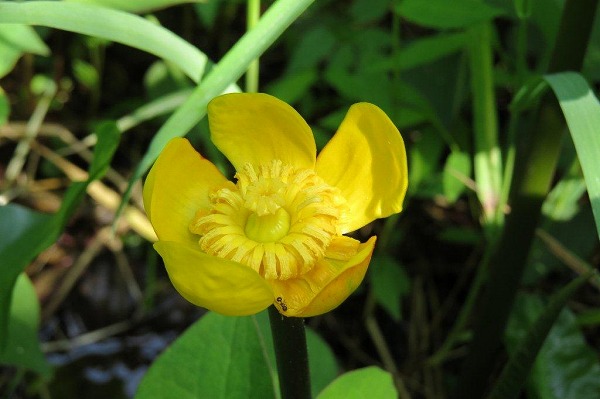 河骨（コウホネ）もスイレン科の植物。「文学の池」とは別の場所で咲きますが、近年、生息地が減少している貴重な植物です。