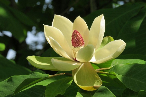 朴（ホオ）の花には芳香があります。朴、木蓮（モクレン）、辛夷（コブシ）、泰山木（タイサンボク）などを総称してマグノリアと呼びますが、いずれもキャンパスで見ることができます。