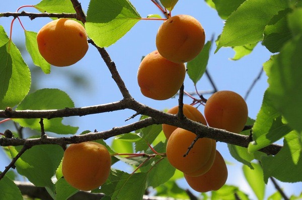 杏の実も熟れて色づいています。それほど甘くはありませんが、実を割って種を取り、砂糖を加えて煮ると美味しいジャムになります。