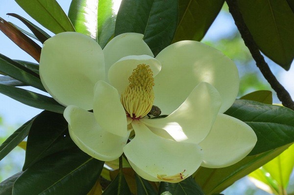 泰山木（タイサンボク）はモクレン科の樹木。北アメリカ原産で、花には芳香があります。同じモクレン科の朴（ホオ）の花（「皐月　その四」で紹介）によく似ています。
