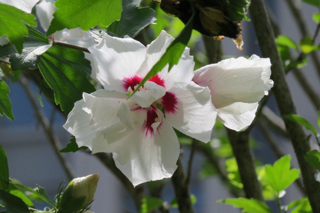 槿（ムクゲ）は、お隣・大韓民国の国花。韓国ではムグンファと呼ばれます。