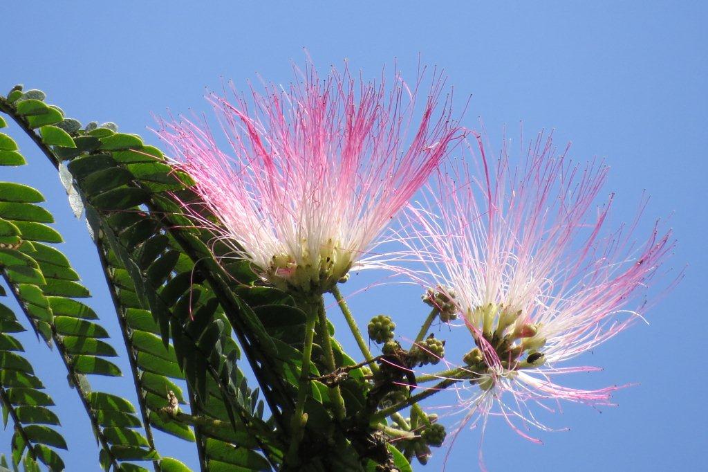 合歓木（ネムノキ）はマメ科の植物。合歓の花は夏の季語になっています。