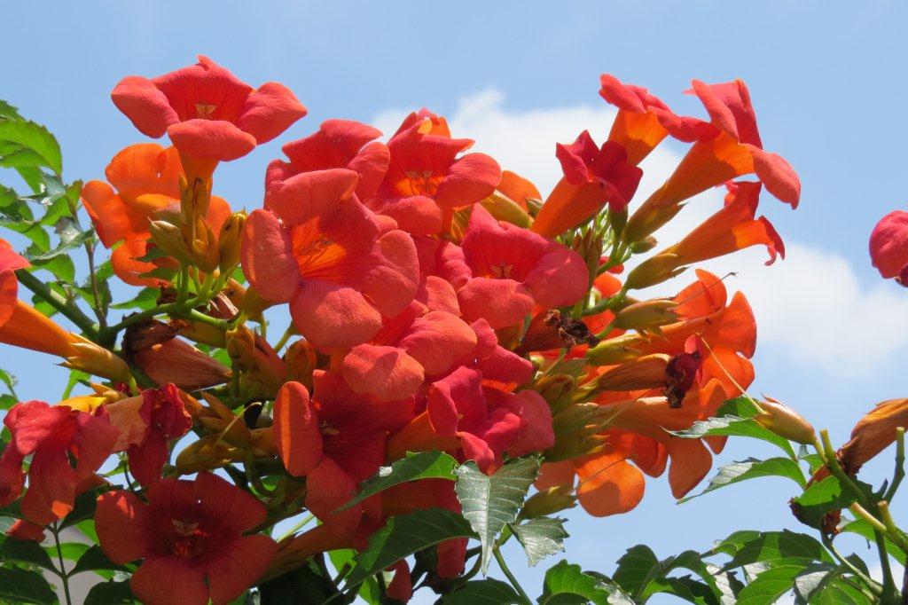 いかにも夏らしい色合いの凌霄花（ノウゼンカズラ）。亜熱帯の国からやってきた植物かと思いきや、原産地は中国です。