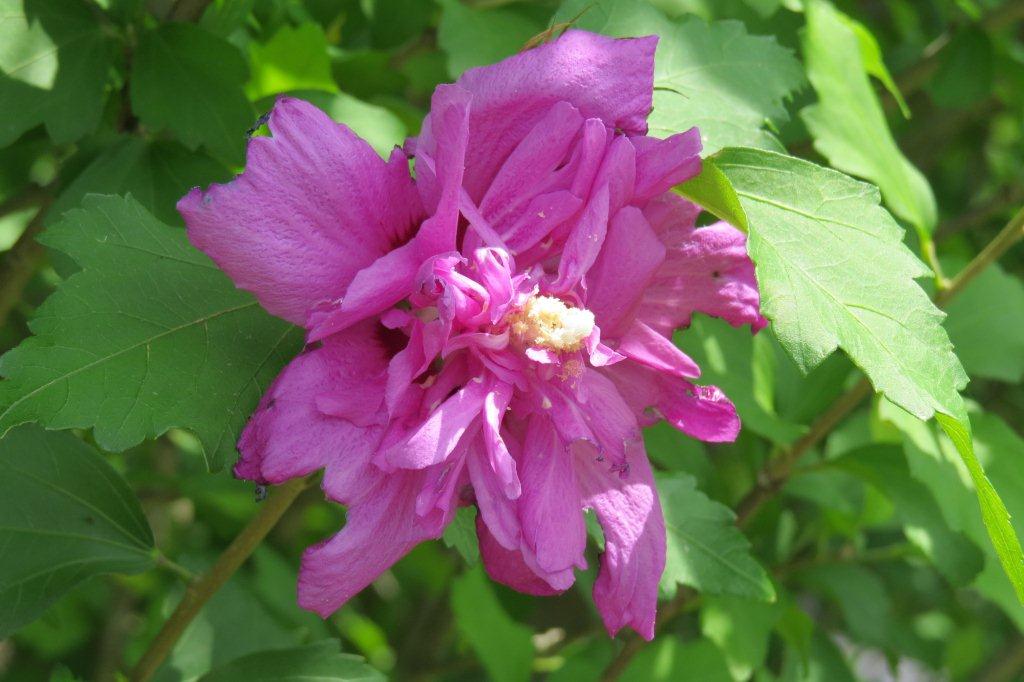 槿（ムクゲ）は、お隣・大韓民国の国花。韓国ではムグンファと呼ばれます。
