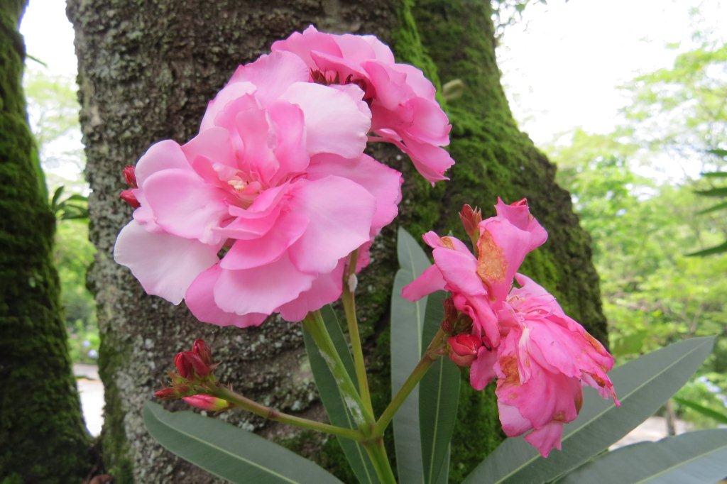夾竹桃（キョウチクトウ）は、桃色の花を咲かせます。乳液には「オレアンドリン」という強い毒素が含まれます。