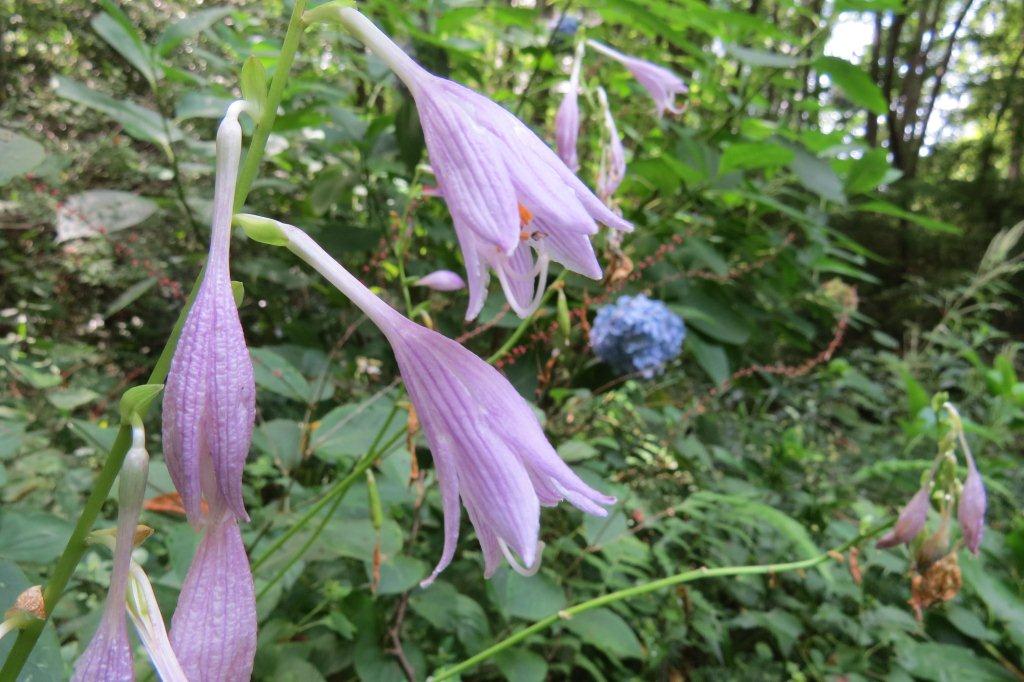 小葉擬宝珠（コバノギボウシ）の春の若芽は山菜としても知られています。