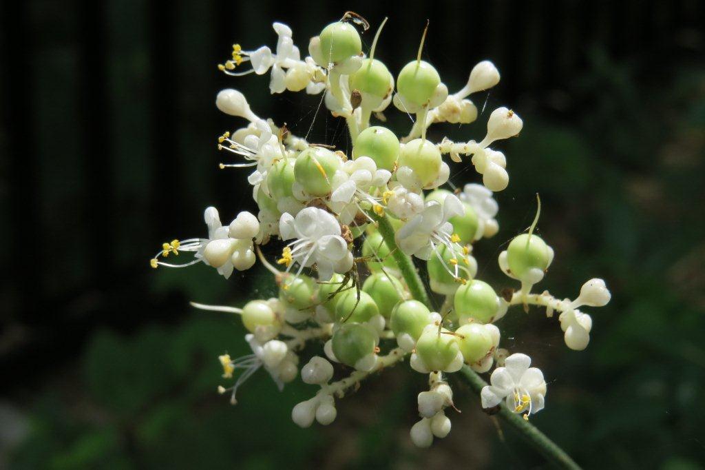 薮茗荷（ヤブミョウガ）は、ショウガ科の茗荷とは別種の植物。露草（ツユクサ）と同じツユクサ科に属します。