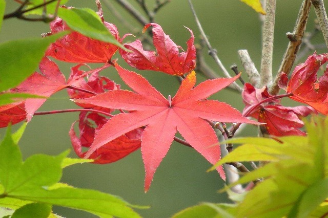 初紅葉（はつもみじ）は秋の季語。秋になり初めて色づいた紅葉を差す言葉です。できればここで一句詠みたいところではありますが・・。