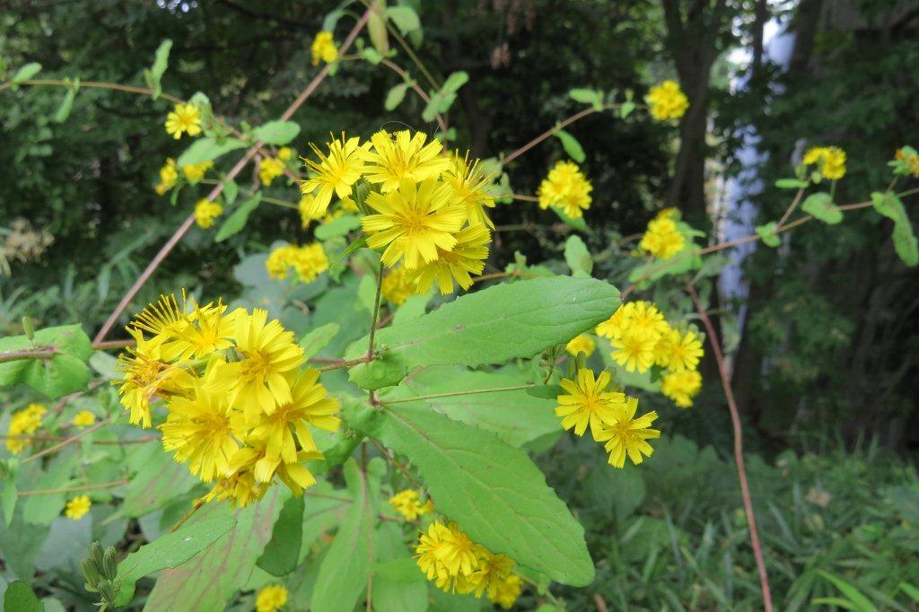 薬師草は黄色い小さな花をたくさんつけます。