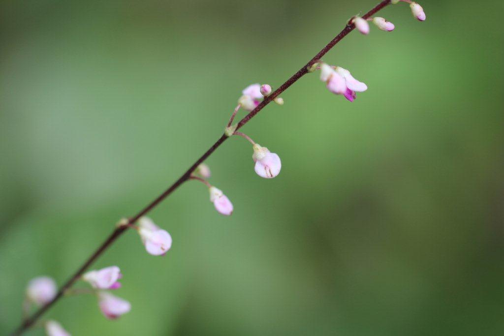 小さな花といえば盗人萩（ヌスビトハギ）もその一つ。種が泥棒の足跡に似ているのでついた名だそうです。