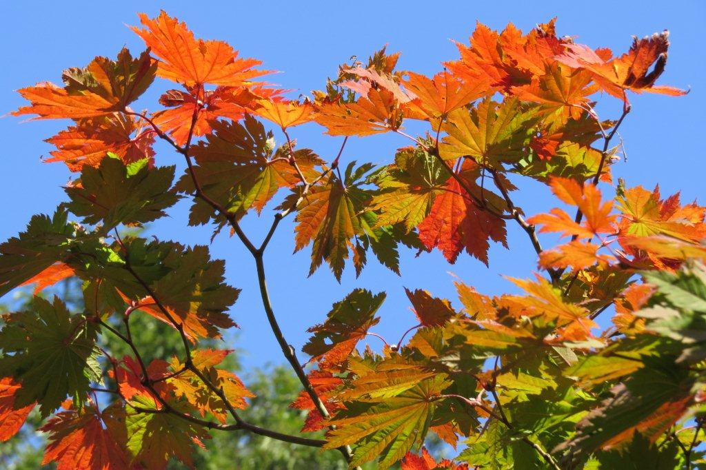 「平安の庭」では紅葉が進み、秋本番の風情になっています。