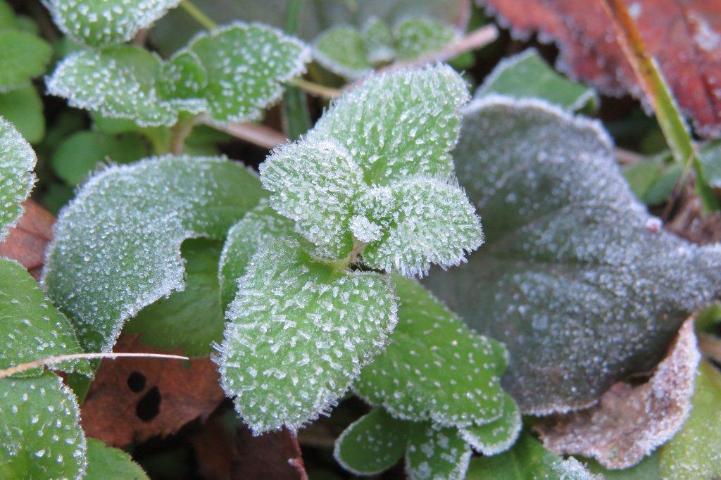 気温が氷点下になり、空気中の水蒸気が葉っぱなどに接触すると霜になります。