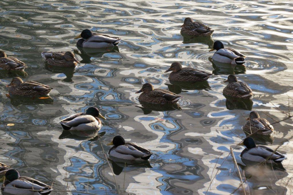 毎年、「文学の池」に飛来する鴨たちも、寒さに耐え忍んでいるように見えます。