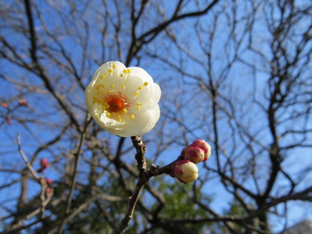 「梅一輪 一輪ほどの暖かさ」と詠んだのは江戸時代の俳人・服部嵐雪。凍てつく寒さの中でも、 春はもうすぐそこまで来ているようです。