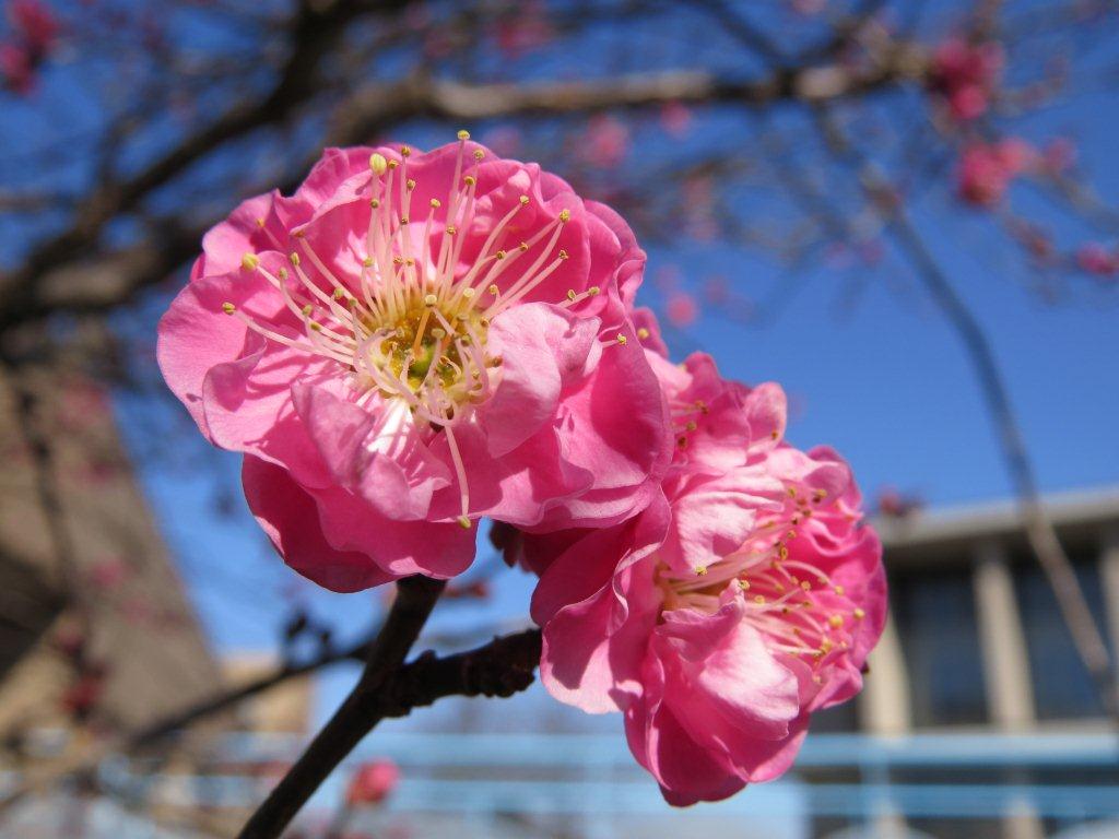 ニューロワールの前では、紅梅が咲いています。