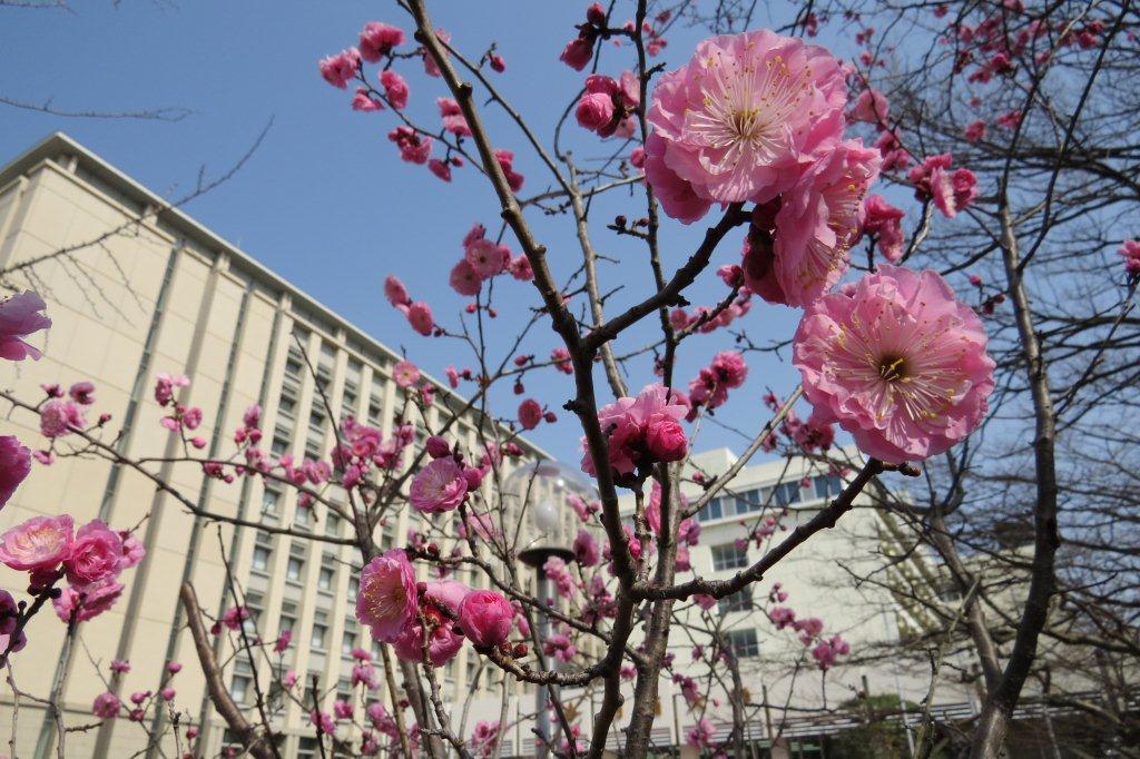 中央教育棟をバックに咲いているのは桃でしょうか。