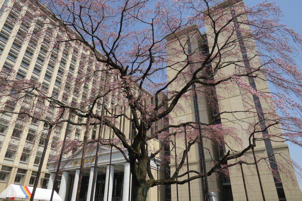 「中央ロータリー」にある枝垂れ桜です。