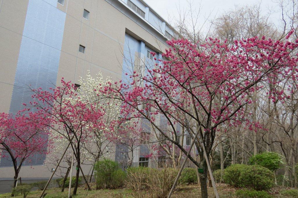 池田記念講堂の横では、白木蓮（ハクモクレン）と寒緋桜（カンヒザクラ）が並んで咲いています。
