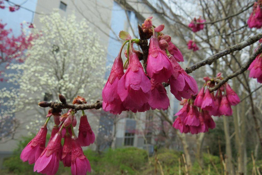 寒緋桜（カンヒザクラ）は下向きに咲きます。