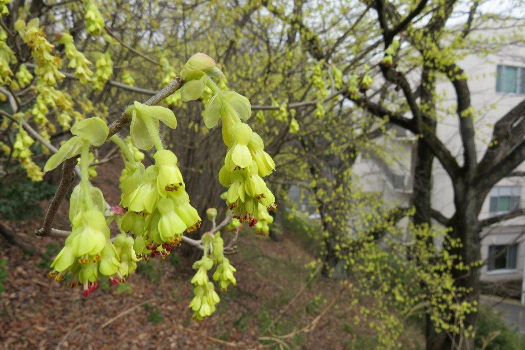 土佐水木（トサミズキ）はマンサク科。その名の通り、高知県に自生しています。