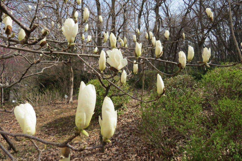 池田記念講堂の側で白木蓮（ハクモクレン）が咲いています。木蓮は北の方角を向いて咲くので、「コンパス・フラワー」と呼ばれます。