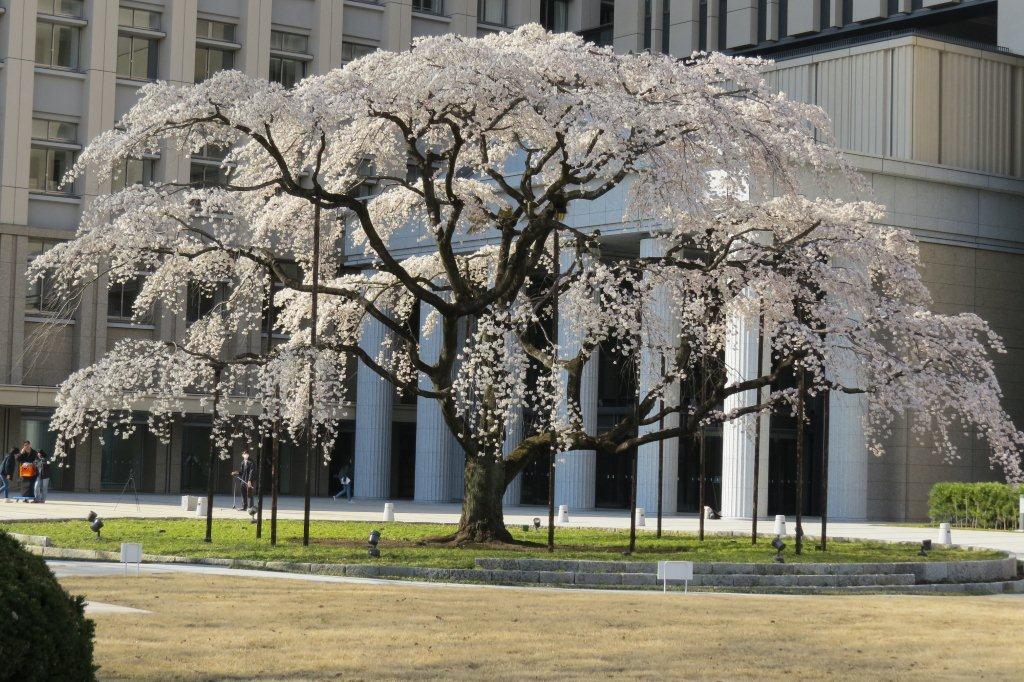 中央ロータリーの枝垂れ桜は満開になりました。