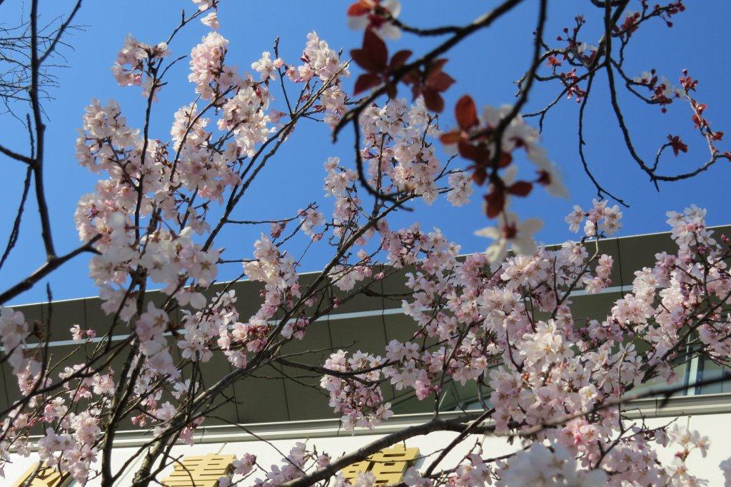 中央図書館の前でも早咲きの桜が咲いています。