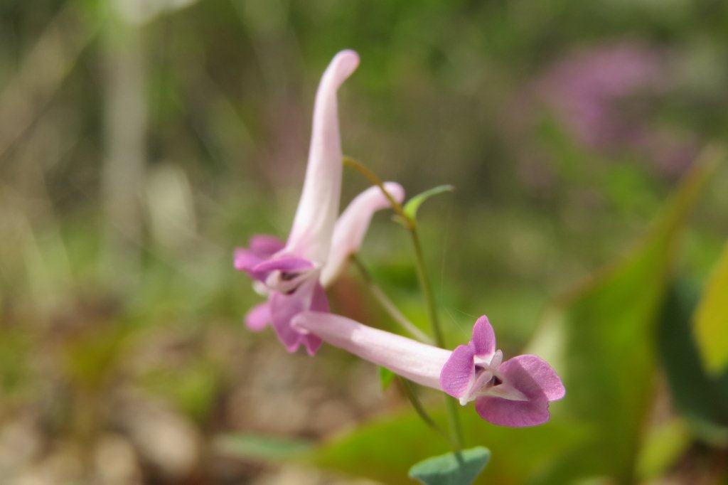紫華鬘とよく似た形の次郎坊延胡索（ジロボウエンゴサク）もケシ科の植物です。