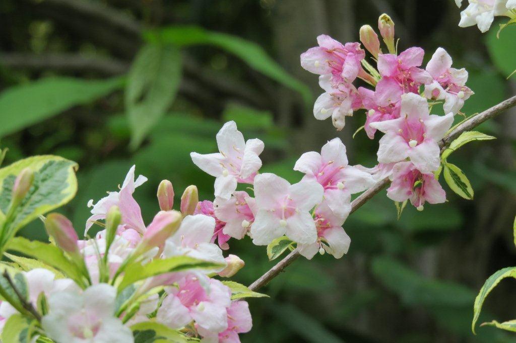 谷空木（タニウツギ）もスイカズラ科。白萩寮の前で咲いています。