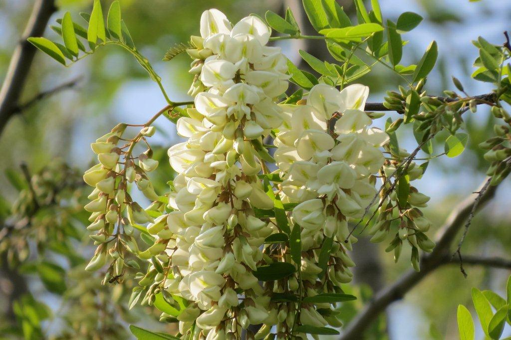 北アメリカ原産の針槐（ハリエンジュ）はマメ科の植物。ニセアカシアという別名があります。